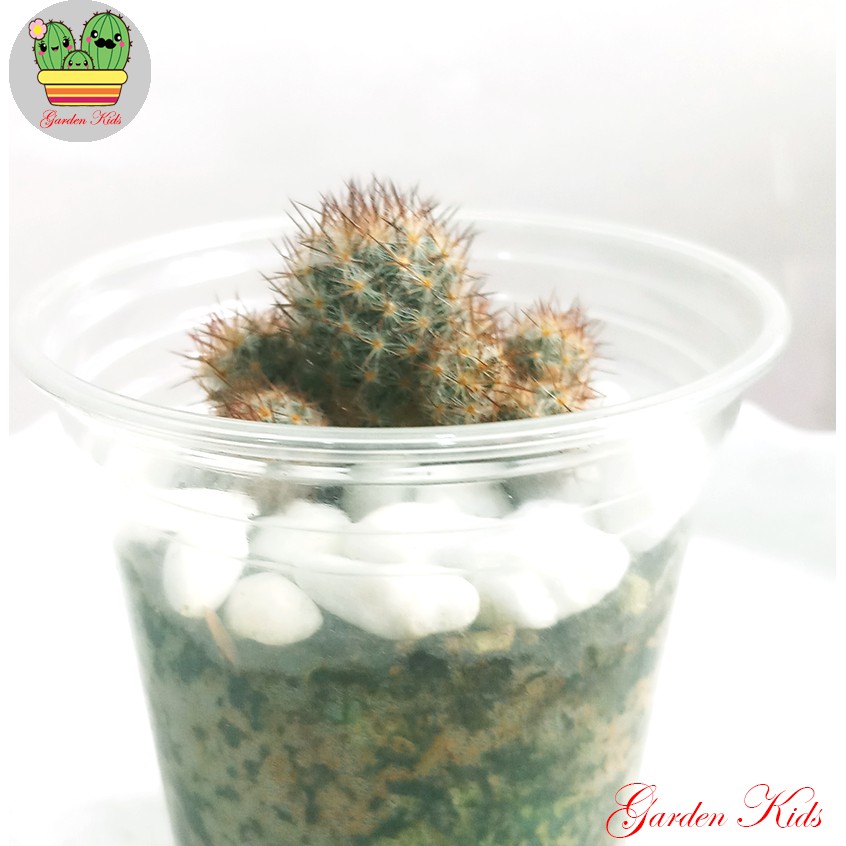 Xương rồng nhện nâu