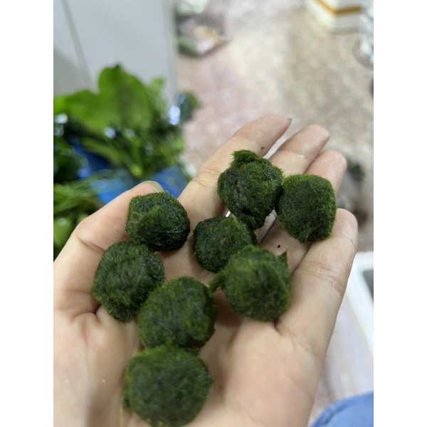 cầu rêu marimo - moss ball tảo cầu nhật bản - viên rêu cho tép