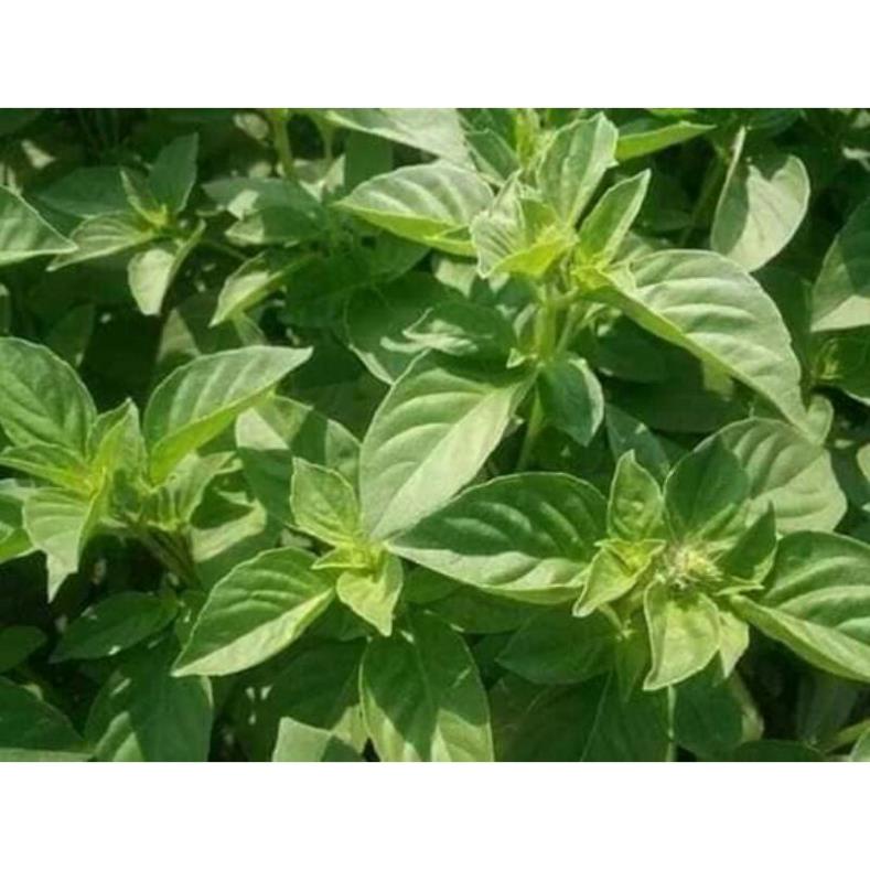 200h hạt giống lá é trắng ăn lẩu gà ( dễ trồng - năng suất cao )