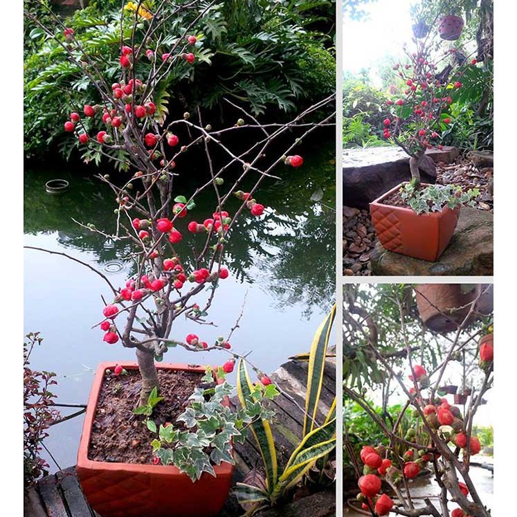 BỘ 5 HẠT GIỐNG HOA MAI ĐỎ NHẬT BẢN  giá sỉ
