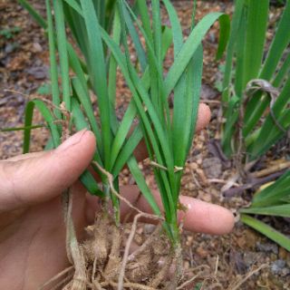 10 cây hẹ làm giống cả củ