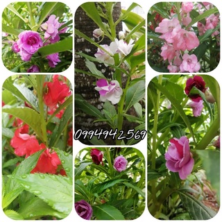 50 Hạt giống hoa móng tay mix màu