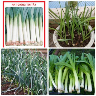 0.5 gram Hạt giống tỏi tây [CHẤT LƯỢNG]