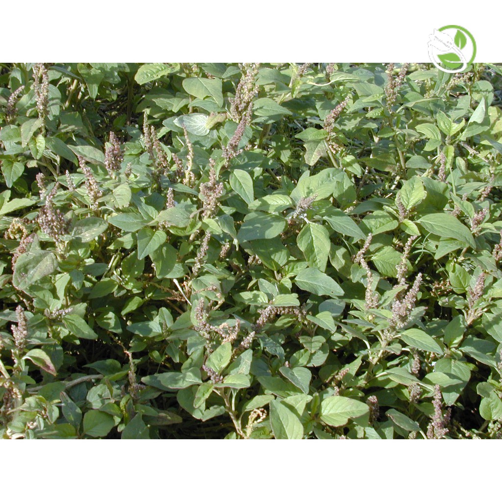 Hạt Giống Rau Dền Cơm 08 Phú Nông - Gói 10g