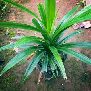 Cây giống lá nếp thơm