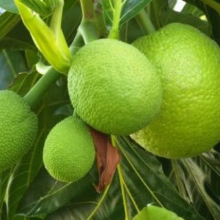 Cây 🌲 Sake.... Sáp....siêu trái....1m50