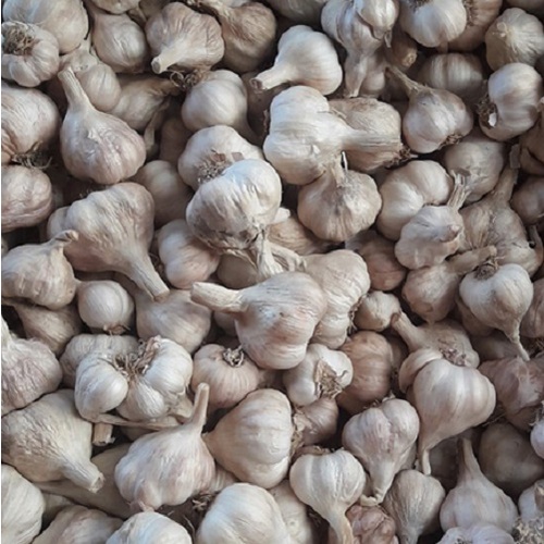 Tỏi ta khô 3kg, tỏi bắc khô, Hải Dương loại 1 đã chọn lọc