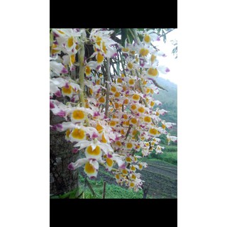 combo 5 loại lan rừng tây bắc giá chỉ 90k gồm ý ngọc.ngọc thạch 3 màu.kim điệp xuân.vanda.tam bảo sắc