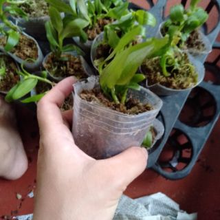 Hoa phong lan phi điệp ám phú thọ