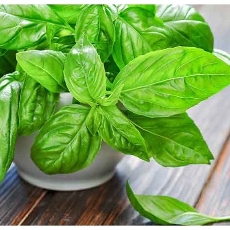 Hạt Giống Húng Tây - 100 HẠT