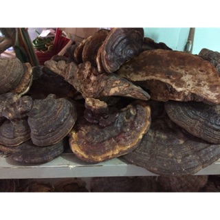 Nấm cổ linh chi rừng 100%