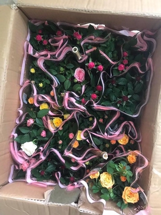 Cây hoa hồng tezza