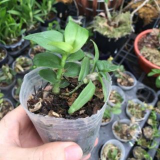 Hoa phong lan giả hạc daklay