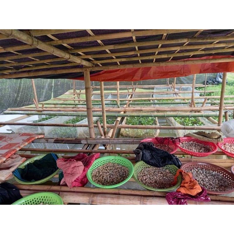 Tráng vèo ươm ốc nhồi mới nở 2x1x1