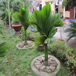 Cây cau lùn cảnh - Cây công trình + Tặng 01 cây dâu da đất ( bòn bon)