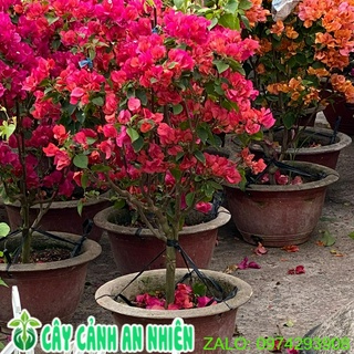 Cây Hoa Giấy (Chỉ giao hoả tốc)