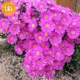 Hạt giống hoa thạch thảo -lưu ly hồng - Gói 100 hạt dễ trồng độ nảy mầm cao