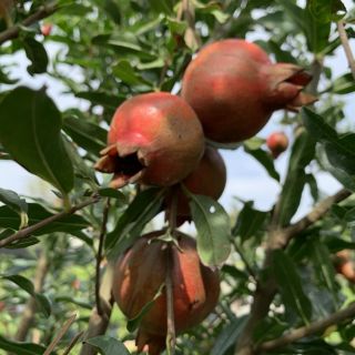 Cây 🌲 Lựu đỏ thái....đang trái