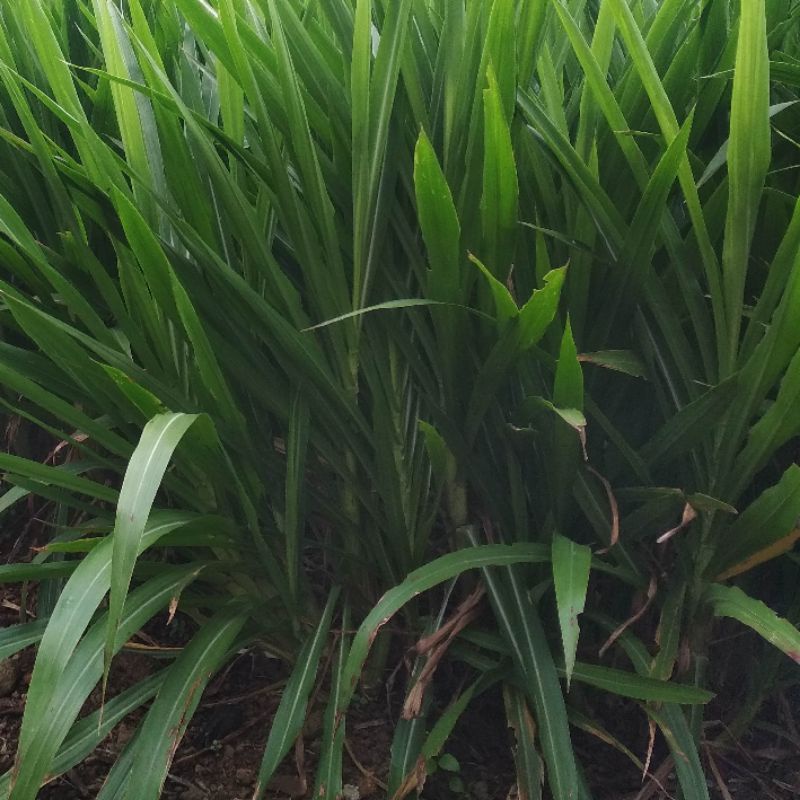 80 Hom Giống Cỏ Voi Lùn Đài Loan – Cỏ Sữa Đài Loan