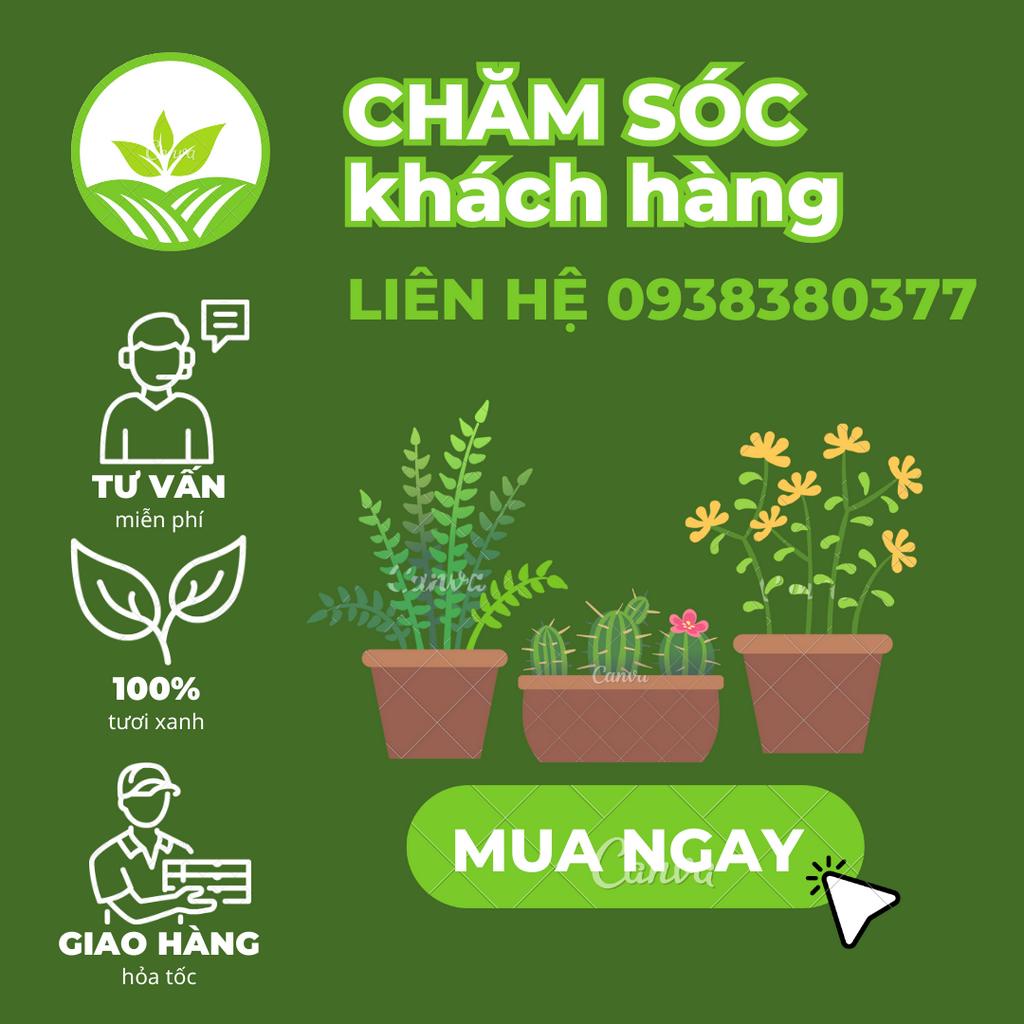 Chậu sứ trồng cây XUAN DONG GARDEN kèm đĩa hứng nước, chậu trồng cây đẹp để bàn, cây văn phòng
