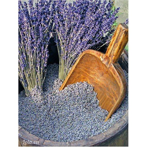 Nụ Hoa Lavender Khô ( Hoa Oải Hương ) Pháp