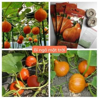 BÍ NGÔ MẶT TRỜI