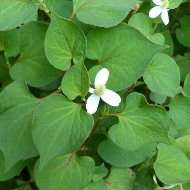 Cây diếp cá ( bầu 5 cây)
