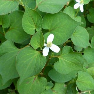 Cây diếp cá ( bầu 5 cây)