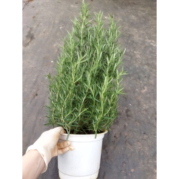 Chậu mềm hương thảo- Rosemary
