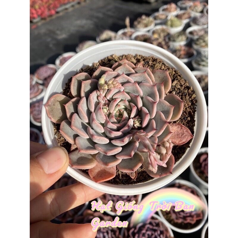 RANDOM SEN ĐÁ SIZE TRUNG 9-12cm - XUẤT VƯỜN ĐÀ LẠT 😍 ĐÃ THUẦN KHÍ HẬU 🤑 SỐ LƯỢNG CÓ HẠN 🤫