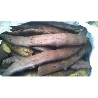 1kg củ cốt toái vương khô( thằn lằn đá)