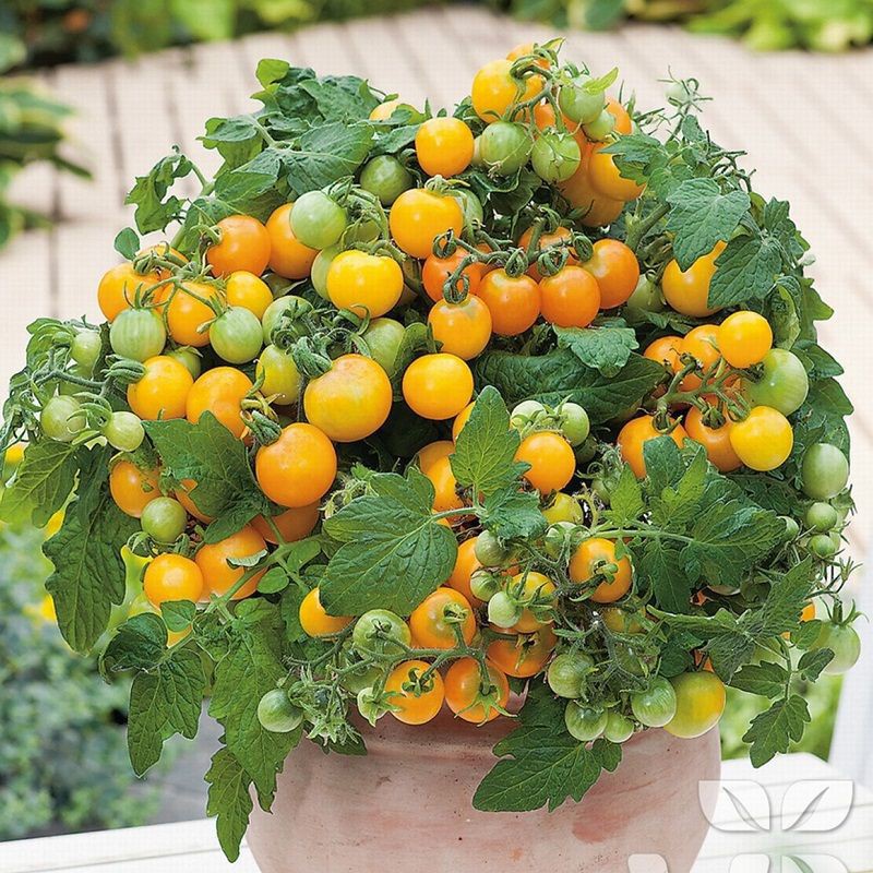 Bán buôn Cà Chua Bon Sai Vàng bao đẹp