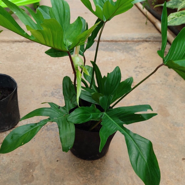 Trầu bà cánh én - Philodendron Florida ghost