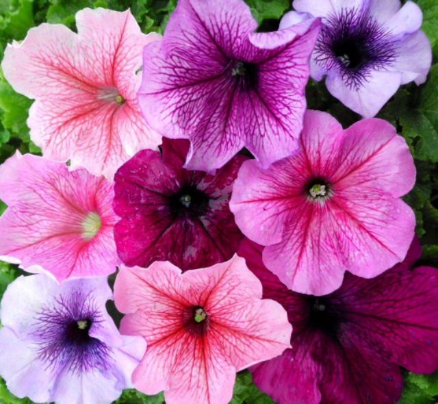 (giá tốt) Hạt giống hoa DẠ YÊN THẢO GÂN (petunia veined) nhiều màu