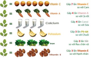 Hạt chùm ngây giống gói 100 hạt