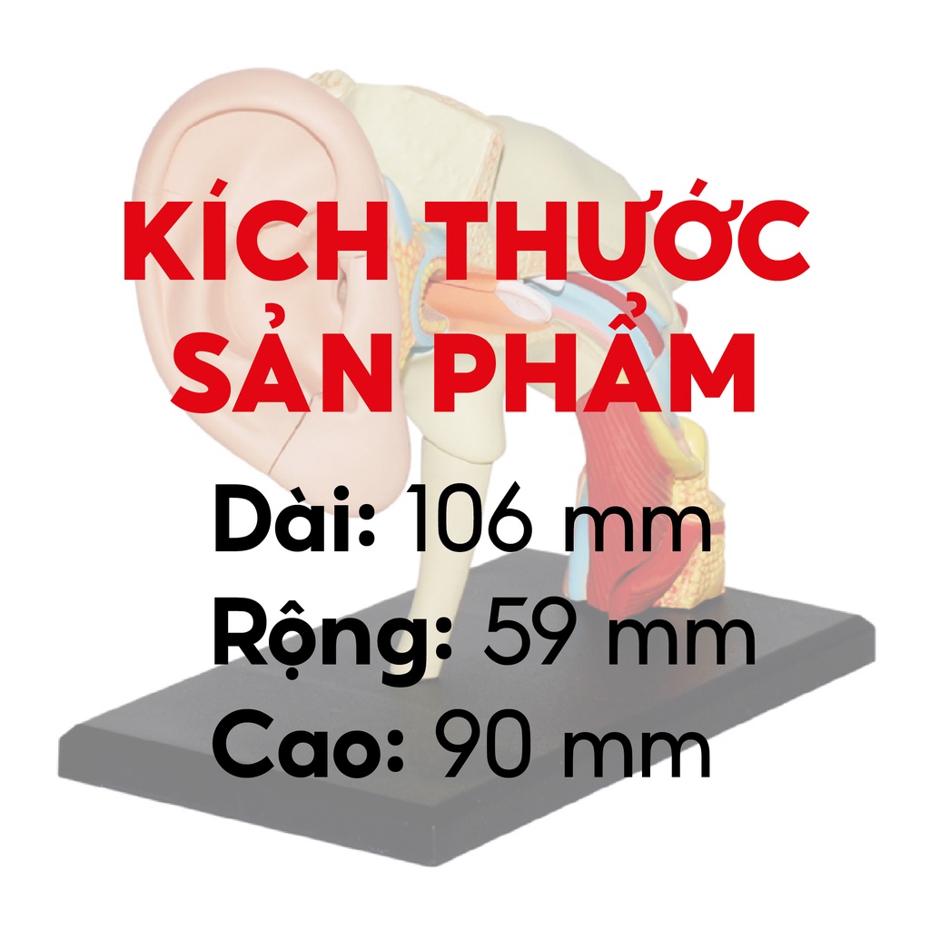 MÔ HÌNH GIẢI PHẪU 4D TAI NGƯỜI