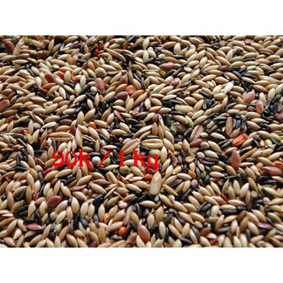 Hạt láng , bỉ dành cho yến hót ( 1kg )