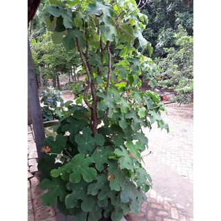 Ngô đồng cổ thụ