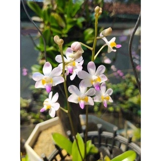 Hoa Lan Hồ Điệp Rừng(2 cây)