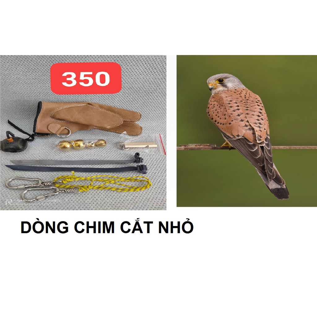 PHỤ KIỆN CHIM SĂN - Phụ kiện huấn luyện chim ưng nhỏ trọng lượng dưới 300gam