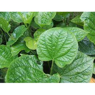 Lá lốt tươi nhà trồng có đơn mới hái.