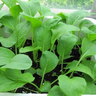 Hạt giống cải ngọt ăn non { gói 10gram }