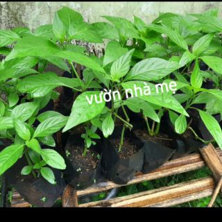 Cây lá cẩm tím giống nhật 1 bầu 2 cây