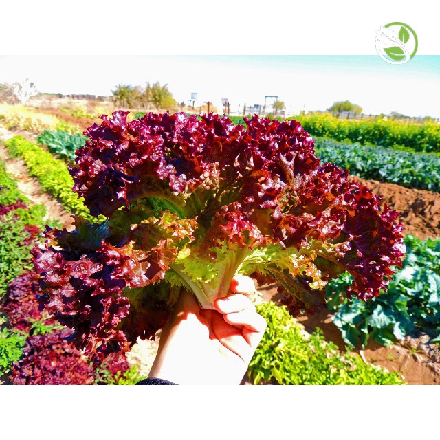 Hạt Giống Rau Xà Lách Tím Lollo Rossa Phú Nông - Gói 2g - Lollo Rossa Lettuce