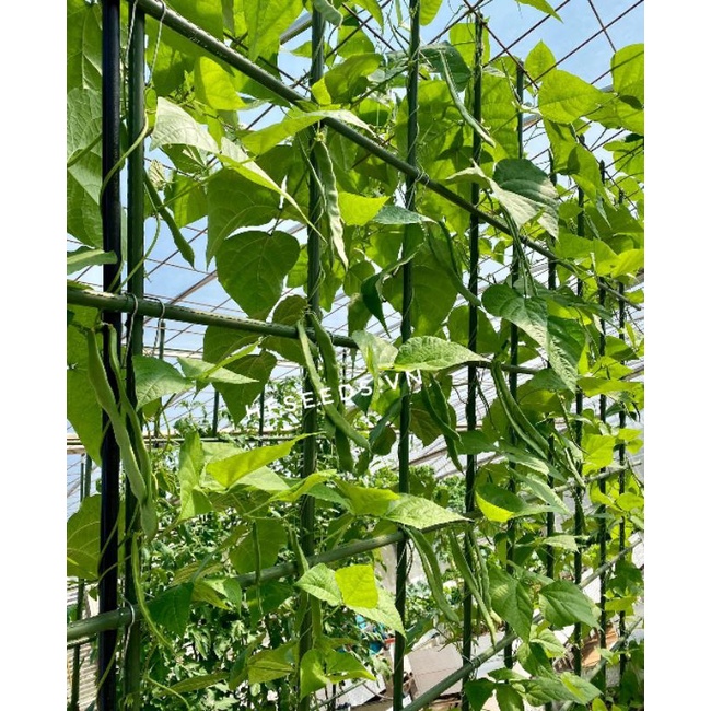 Hạt giống đậu cove xanh Northeaster - loai đậu cove ngon nhất