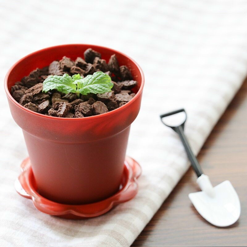 🌱 LY CHẬU HOA ĐỰNG BÁNH TIRAMISU 🌱