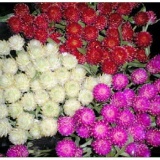 Hạt giống hoa cúc bạch nhật mix - 100 hạt