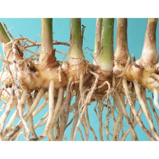 gừng gió tươi 1 ký sản phẩm nhà trồng