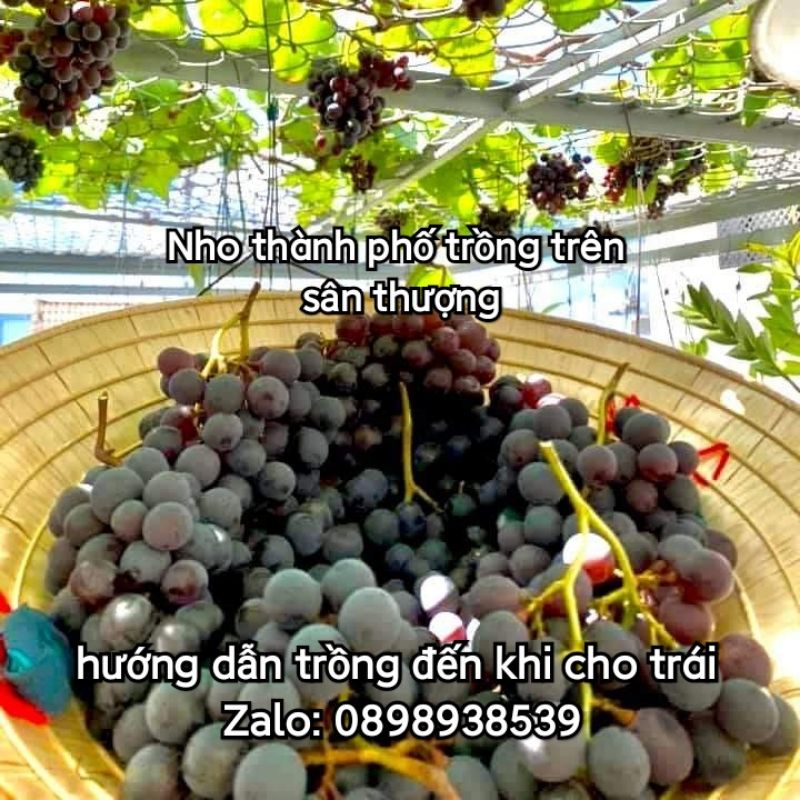 Cây Nho Giống Kẹo Nh01-126 (Chuẩn Ghép) Có Video Hướng Dẫn Thực Tế Đến Khi Cho Trái