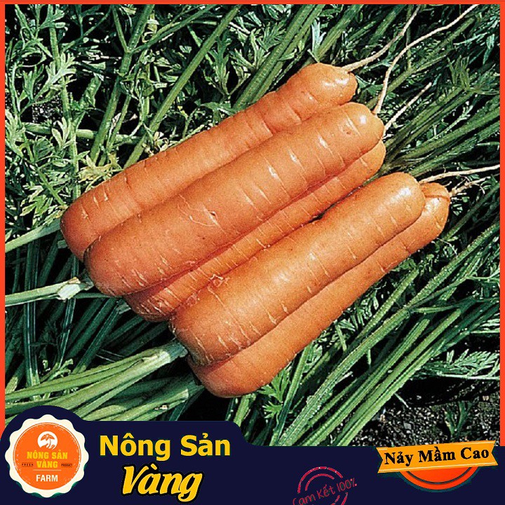 Hạt giống Cà Rốt Củ To F1 ( 3 Gram ) - Nông Sản Vàng